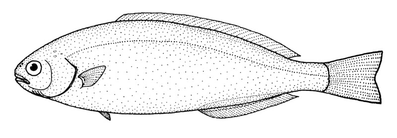 Icichthys australis (Southern driftfish).gif