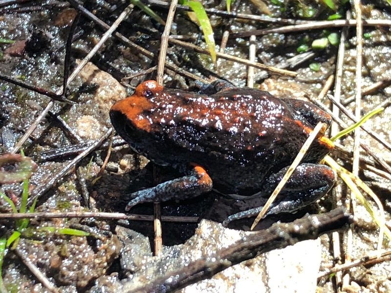 Magnificent Broodfrog-magnificent brood frog (Pseudophryne covacevichae).jpg
