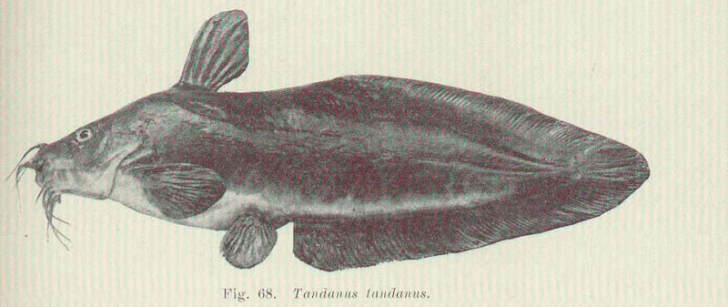 FMIB 45579 Tandanus tandanus - eel-tailed catfish - dewfish - tandan - jewfish.jpg