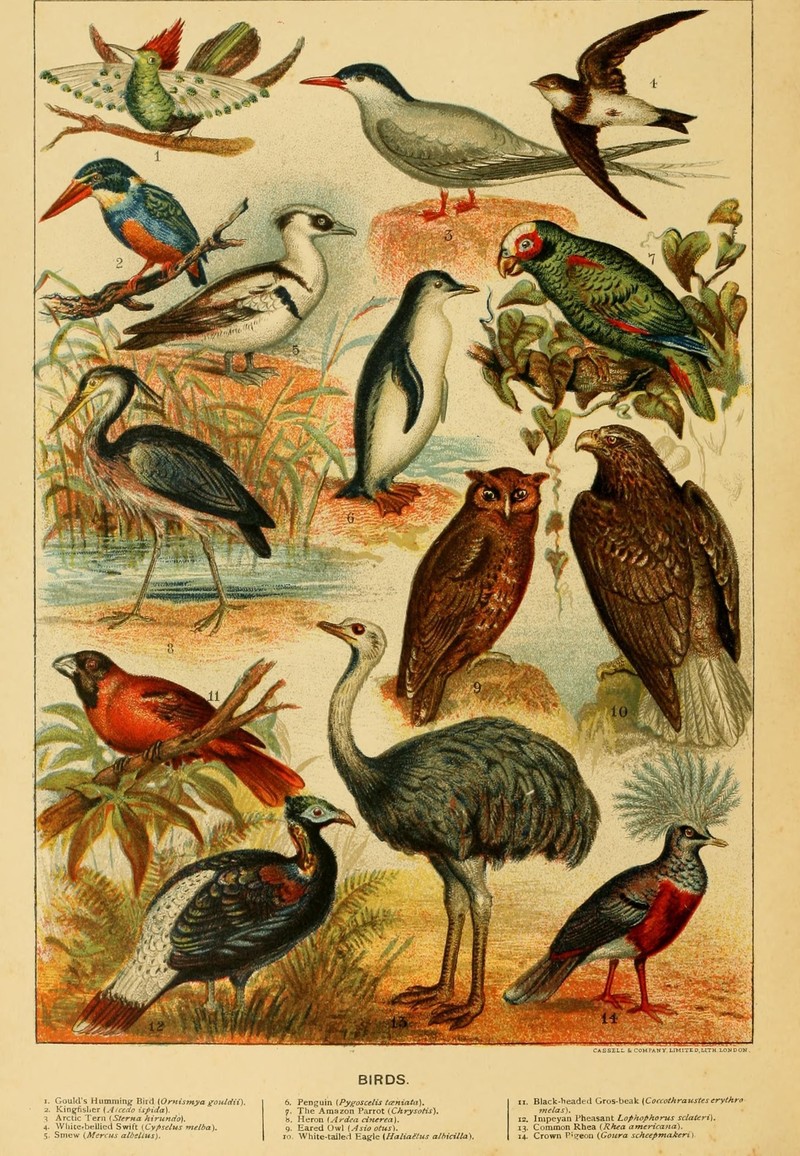Cassell's natural history (Figure(s)) (7050791197).jpg