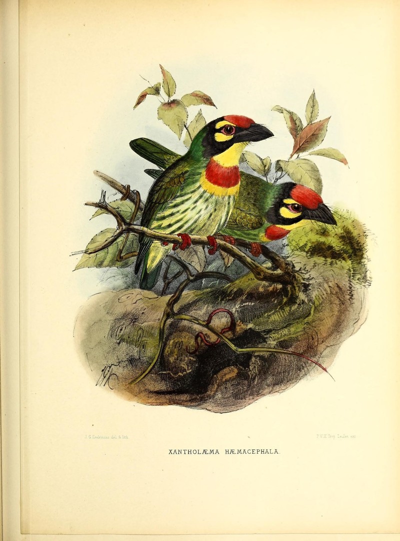 A monograph of the Capitonidæ, or scansorial barbets (19989156339).jpg