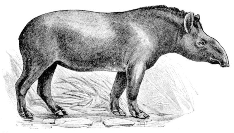 Cambridge Natural History Mammalia Fig 128 South American tapir (Tapirus terrestris).jpg