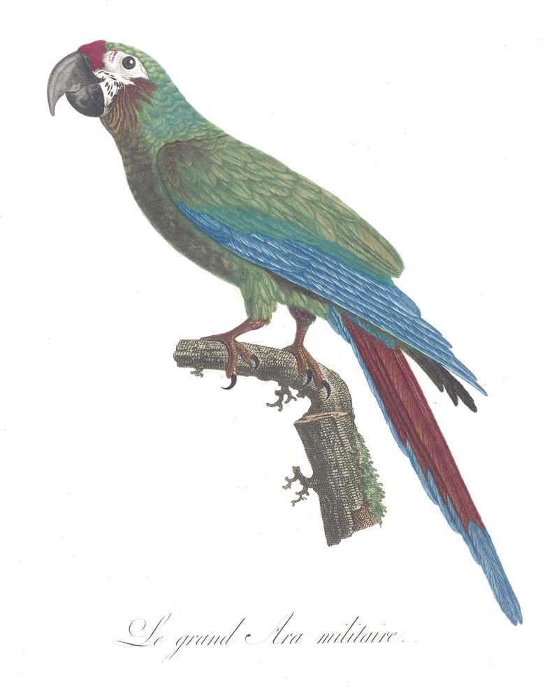 Levaillant Parrot 6 Military Macaw (Ara militaris).jpg