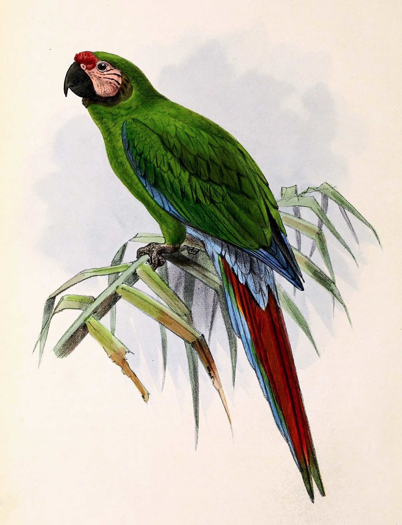 Ara militaris 1876 - Military Macaw (Ara militaris).jpg