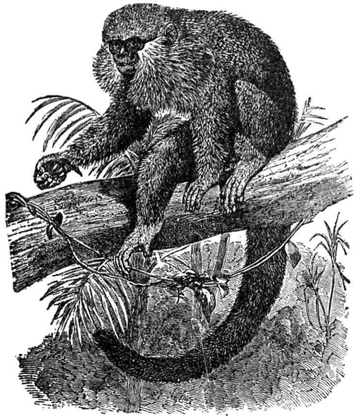 EB1911 Primates - Moloch Titi - Red-bellied titi, dusky titi (Plecturocebus moloch).jpg