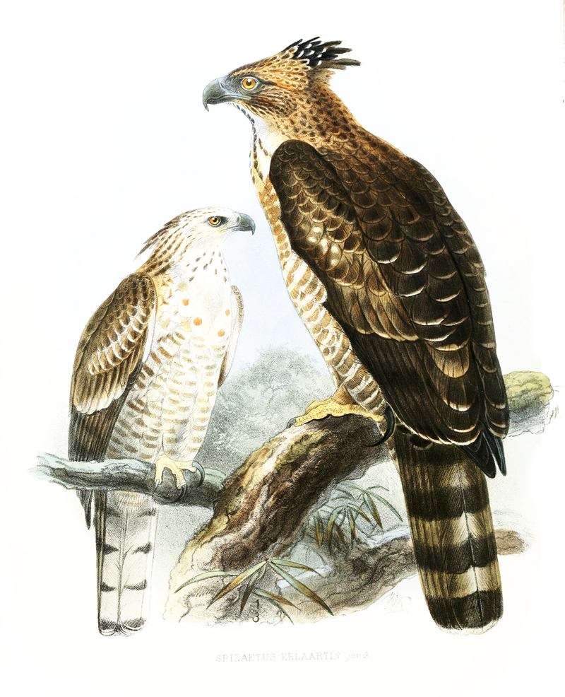Spizaetus.Kelaarti - Legge's hawk-eagle (Nisaetus kelaarti).jpg