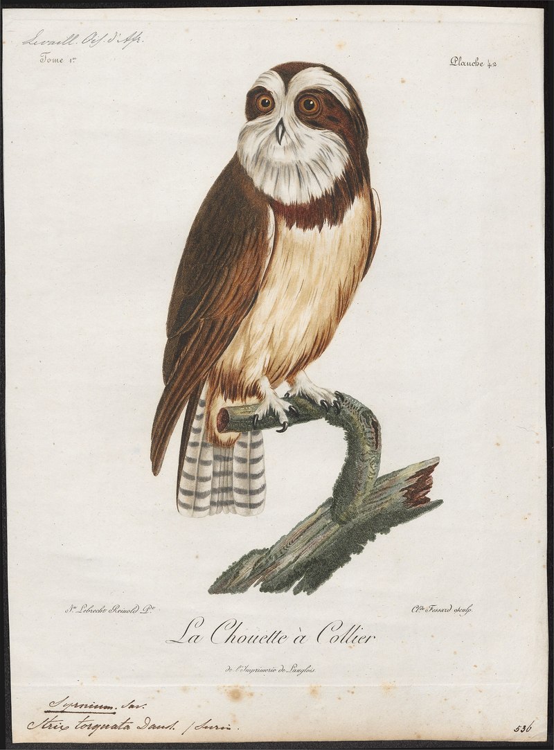 Syrnium torquatum - 1796-1808 - Print - Iconographia Zoologica - Special Collections University of Amsterdam - UBA01 IZ18400179.jpg