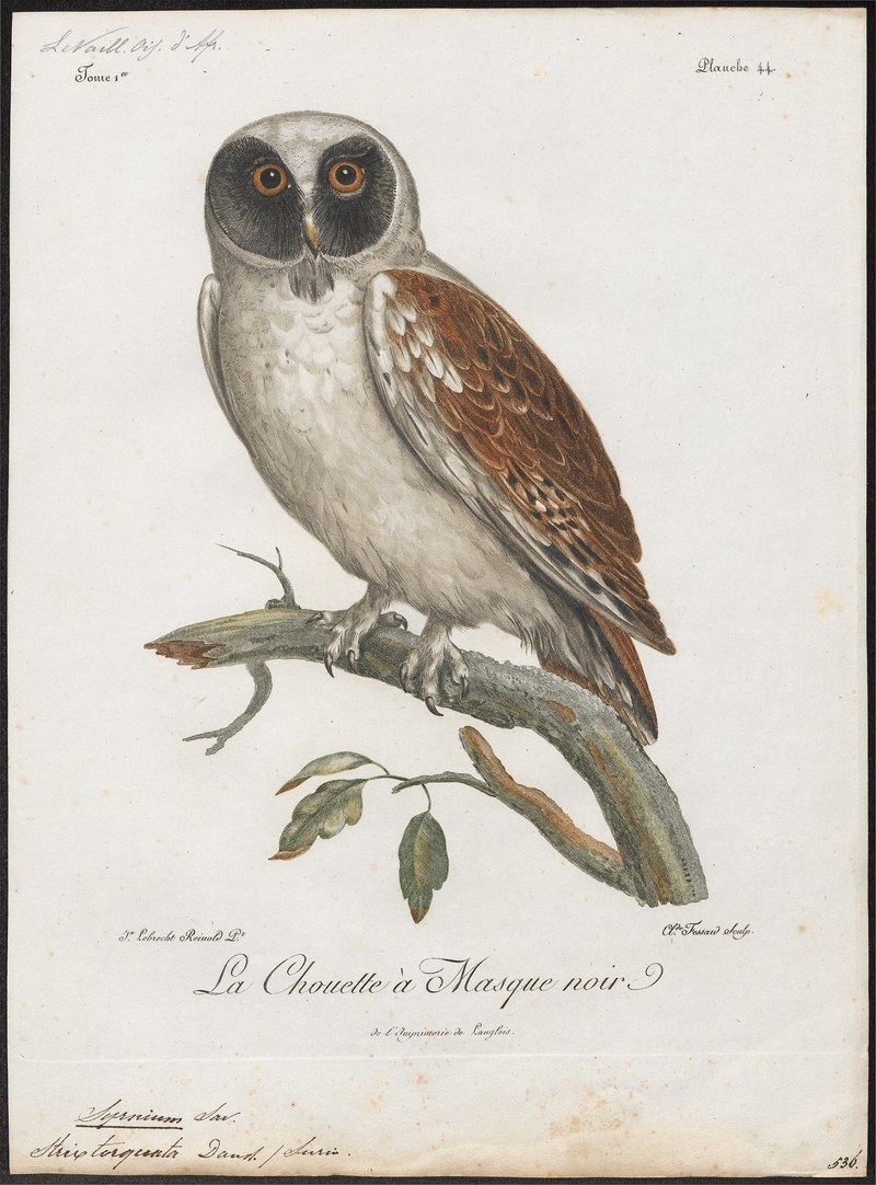 Syrnium torquatum - 1796-1808 - Print - Iconographia Zoologica - Special Collections University of Amsterdam - UBA01 IZ18400181.jpg