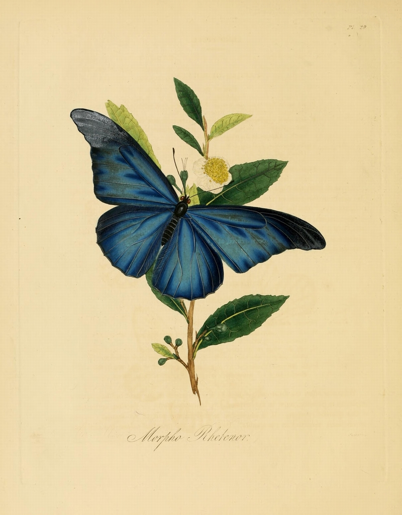 Donovan - Insects of China, 1838 - pl 29 - Morpho rhetenor, the Rhetenor blue morpho.jpg