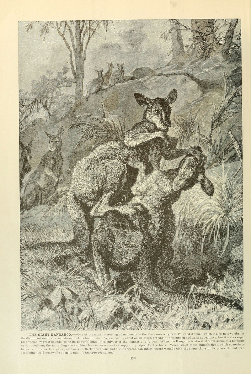Brehm's Life of animals (Page 578) (6220700162) eastern grey kangaroo (Macropus giganteus).jpg