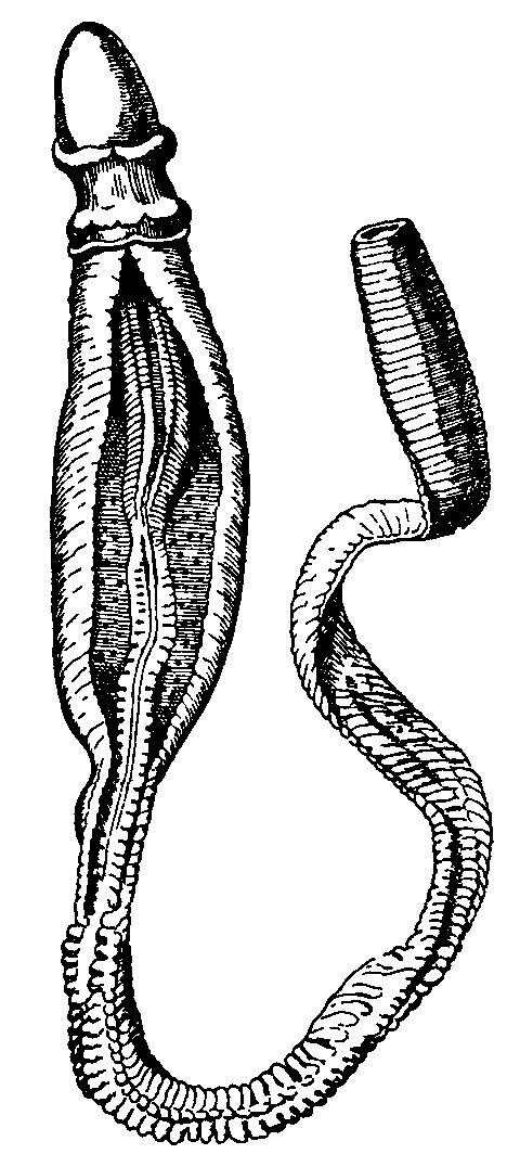 Ptychodera flava in New Caledonia, from Encyclopaedia Britannica (1911) Ptychodera flava. yellow acorn worm.png