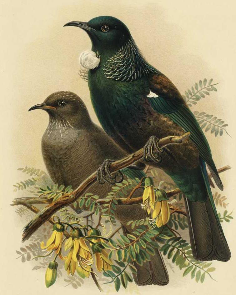 Tui adult and young - tūī (Prosthemadera novaeseelandiae).jpg