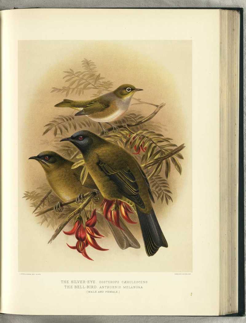 Bul01BirdP009 - Silvereye (Zosterops lateralis), New Zealand bellbird (Anthornis melanura).jpg