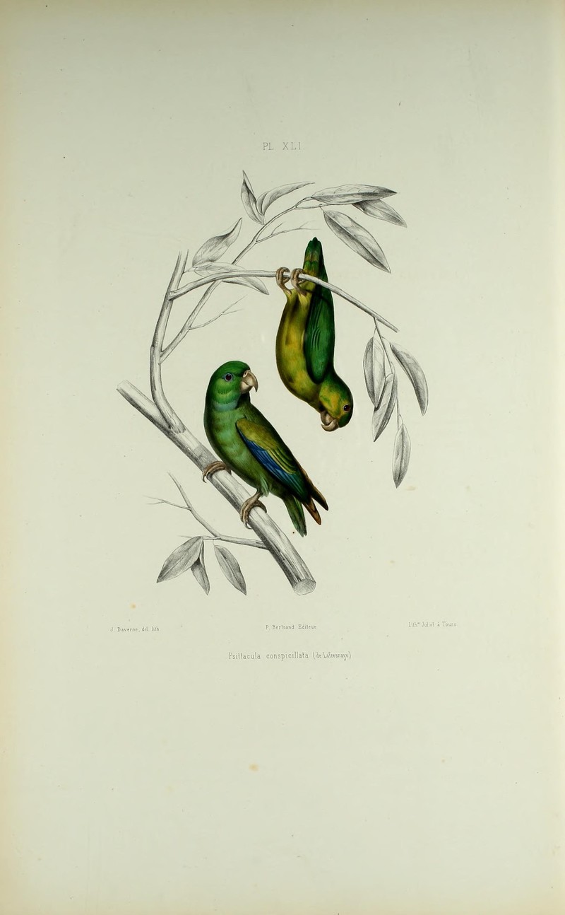 Iconographie des perroquets - (20721616011) - spectacled parrotlet (Forpus conspicillatus).jpg