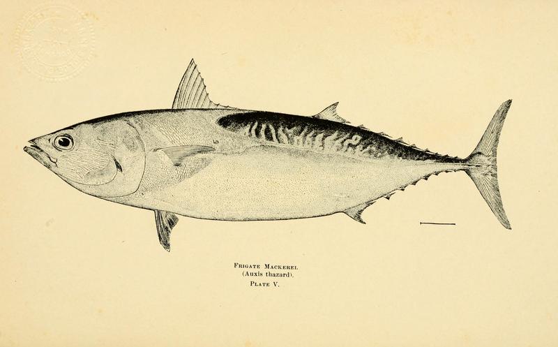 Annual report of the Commissioners of Inland Fisheries made to the General Assembly (1907) (19175082388) frigate tuna, frigate mackerel, alagaduwa (Auxis thazard).jpg