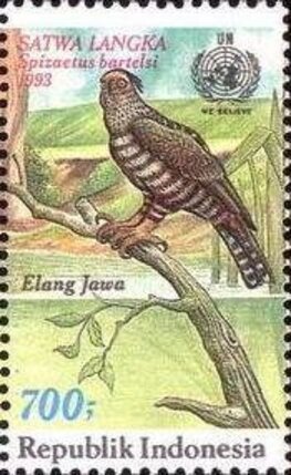 Stamp of Indonesia - 1993 - Colnect 252618 - Javan Hawk Eagle Spizaëtus bartelsi.jpg