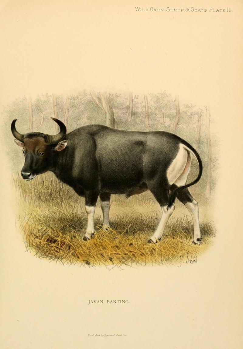 Wild oxen, sheep and goats of all lands, living and extinct (Plate III) BHL9369983 - Banteng (Bos javanicus).jpg