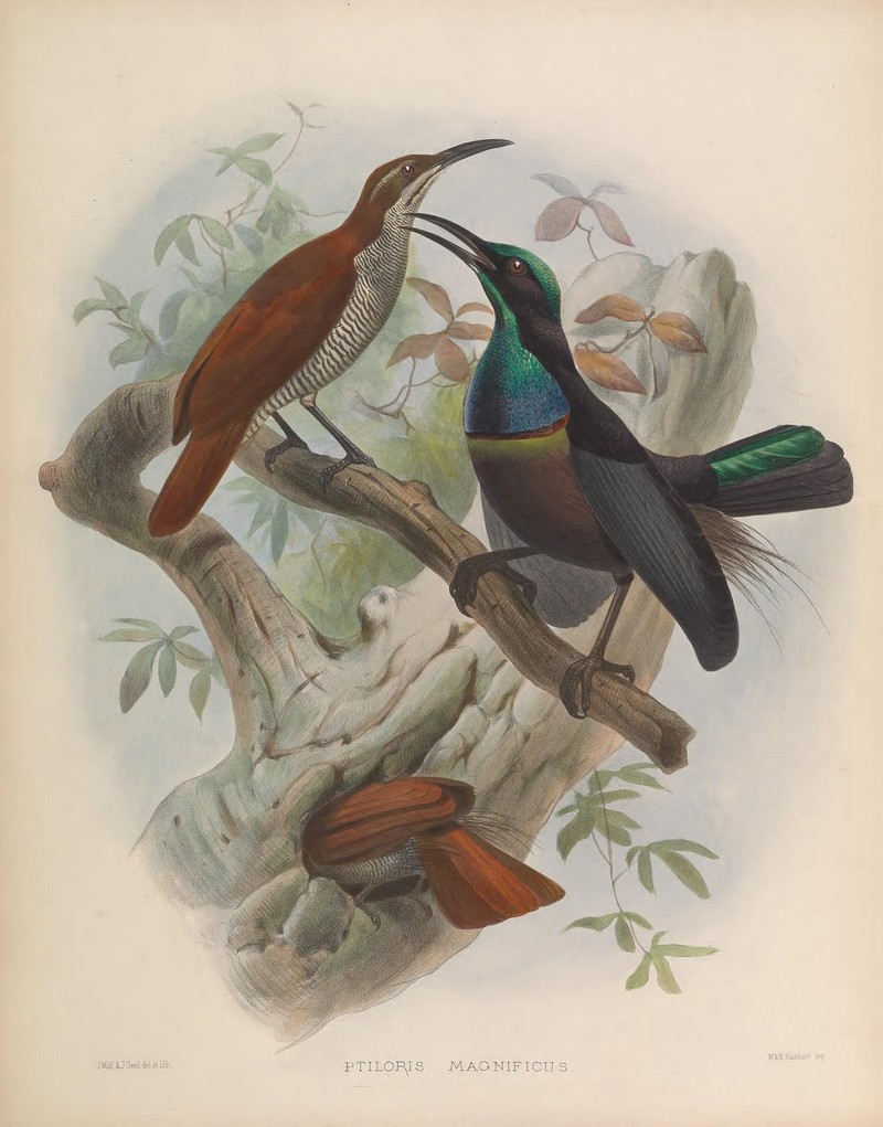 Ptiloris magnificus2 - Magnificent riflebird (Ptiloris magnificus).jpg