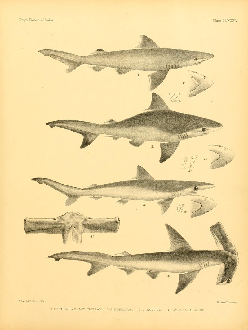 The fishes of India (Plate CLXXXIV) (6924474776).jpg