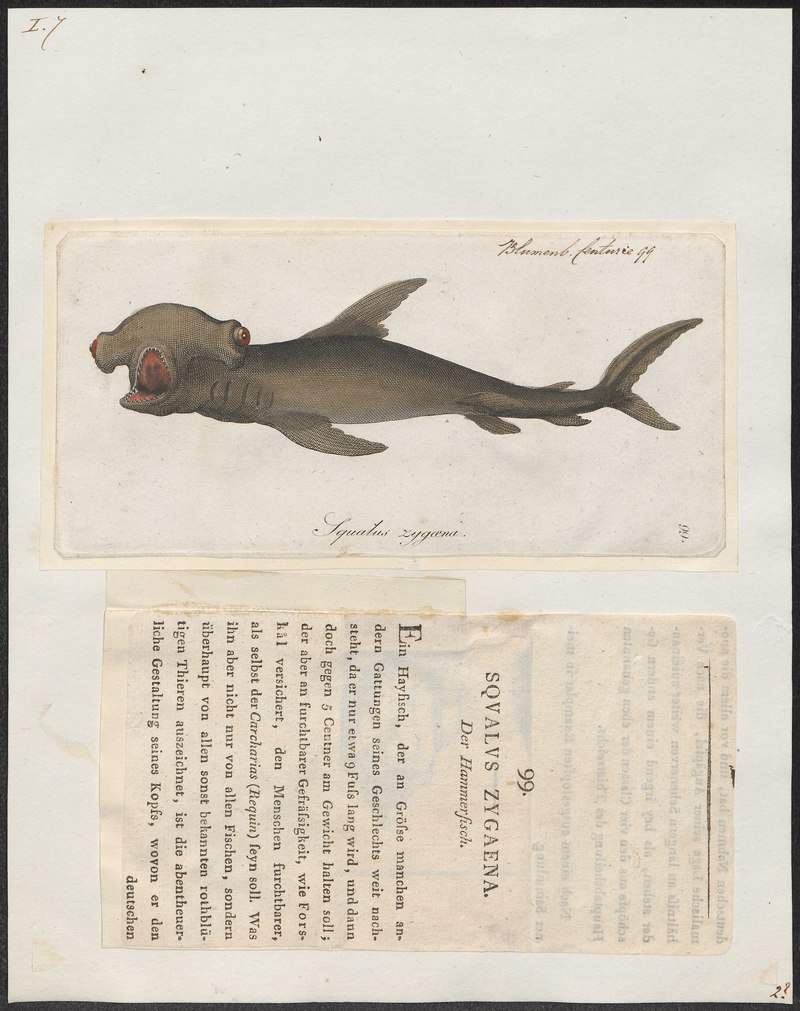 Zygaena blochii - 1700-1880 - Print - Iconographia Zoologica - Special Collections University of Amsterdam - UBA01 IZ14100051 - Winghead shark (Eusphyra blochii).jpg