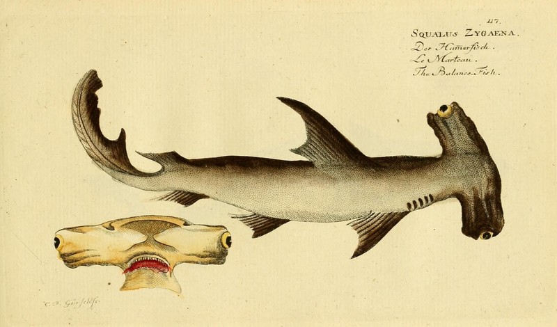 Ichthyologie; ou, Histoire naturelle des poissons (Plate 117) (6918381652) Smooth hammerhead shark (Sphyrna zygaena).jpg