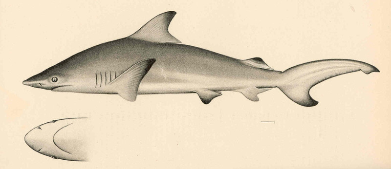 FMIB 42361 Carcharias phorcys Jordan & Evermann - blacktip shark (Carcharhinus limbatus) .jpg