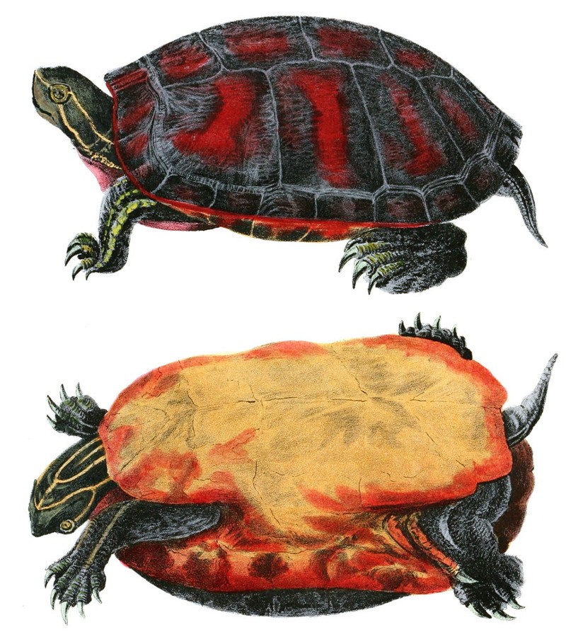 Pseudemys rubriventris.Holbrook.V1P06 - Northern red-bellied turtle (Pseudemys rubriventris).jpg
