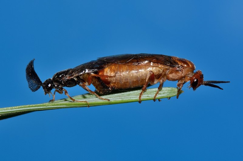 1280px-Рудий сосновий пильщик (Neodiprion sertifer Geoffroy, 1785) (Hymenoptera, Tenthredinidae) - Neodiprion sertifer, the European pine sawfly.jpg