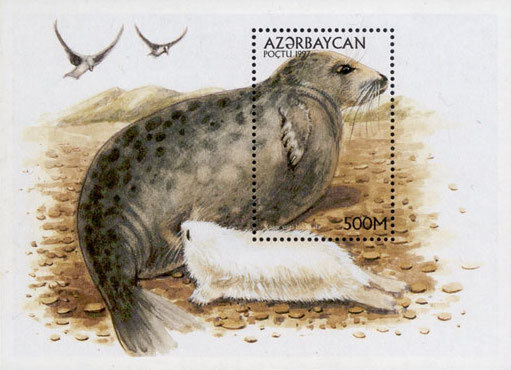Stamp of Azerbaijan 477 - Caspian seal (Pusa caspica syn. Phoca caspica).jpg