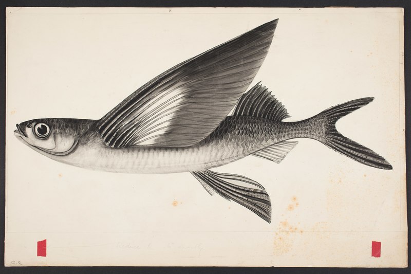 Gypselurus melanocercus (48753861722) - Cheilopogon pinnatibarbatus melanocercus (Australasian flying fish).jpg