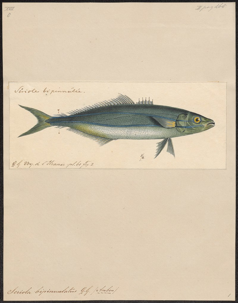 Seriolichthys bipinnulatus - 1700-1880 - Print - Iconographia Zoologica - Special Collections University of Amsterdam - UBA01 IZ13500439 - rainbow runner (Elagatis bipinnulata).jpg