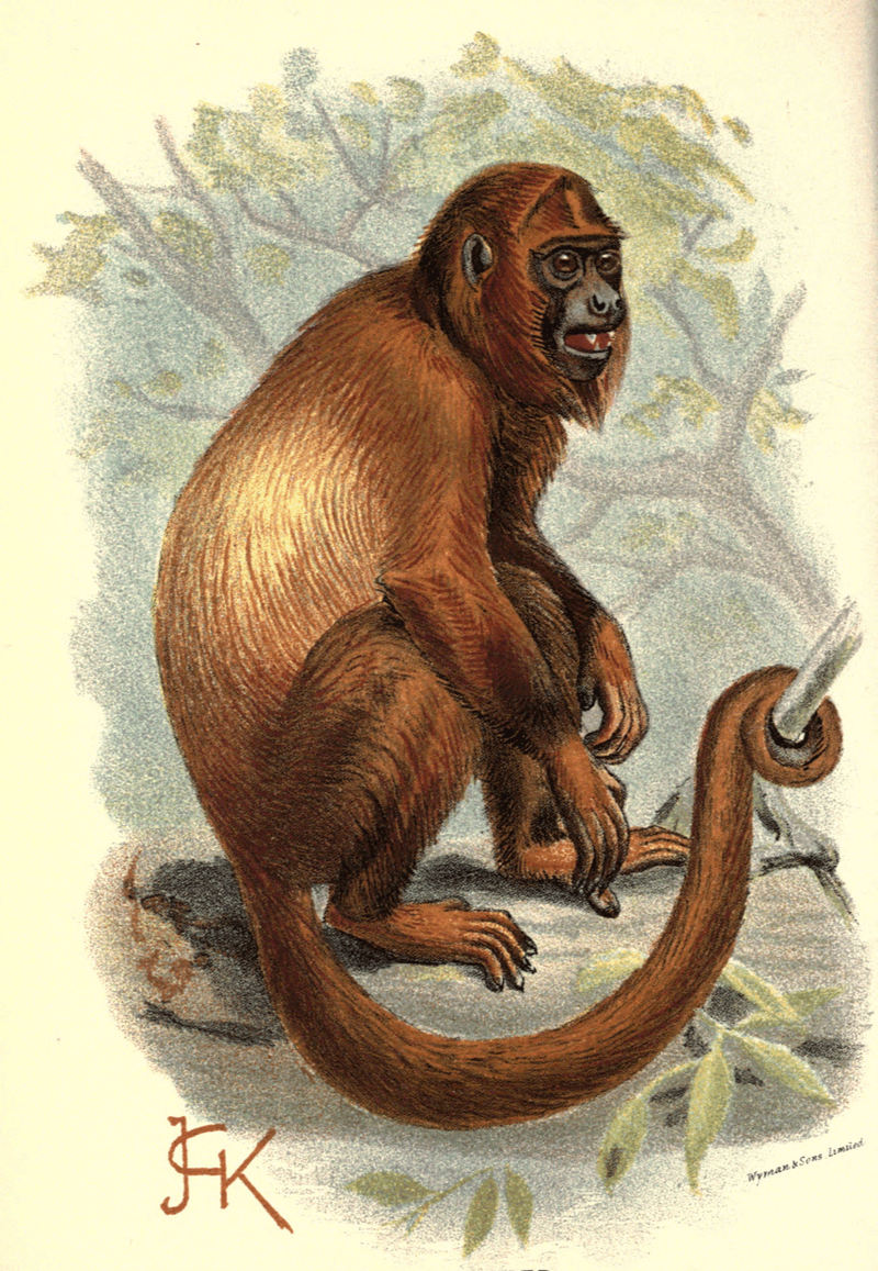Handbook to the Primates Plate 18 - Colombian red howler, Venezuelan red howler monkey (Alouatta seniculus).jpg