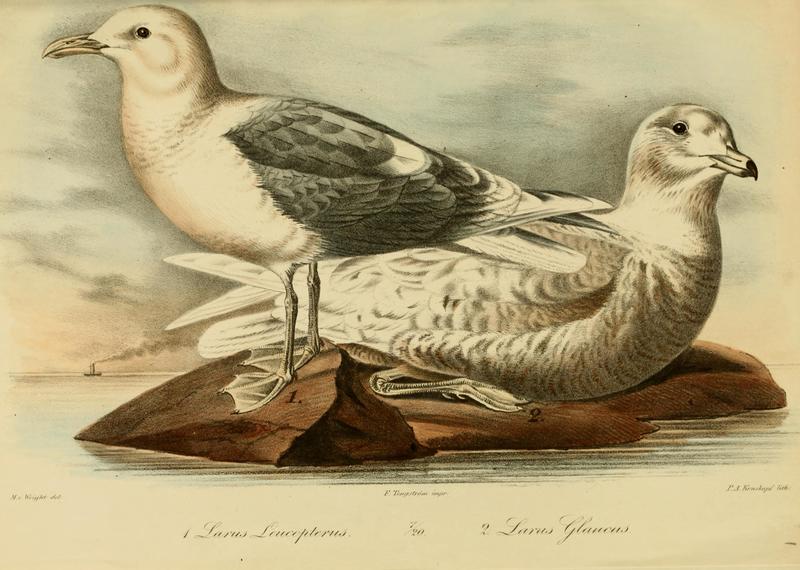 Acta Societatis Scientiarum Fennicae (1847) (16770305162) Iceland Gull (Larus leucopterus), Glaucous gull (Larus hyperboreus).jpg