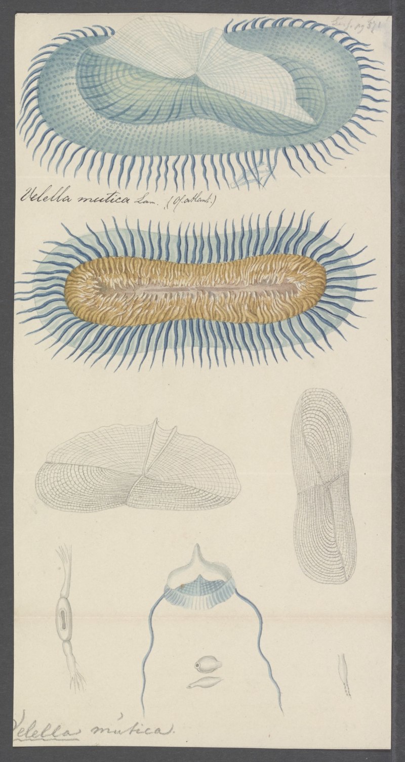 Velella mutica - - Print - Iconographia Zoologica - Special Collections University of Amsterdam - UBAINV0274 110 16 0002 - Sea raft jellyfish (Velella velella).jpg
