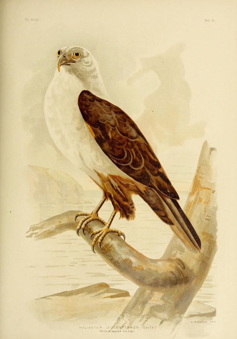 The birds of Australia (16447081923) - White-bellied sea eagle (Haliaeetus leucogaster).jpg
