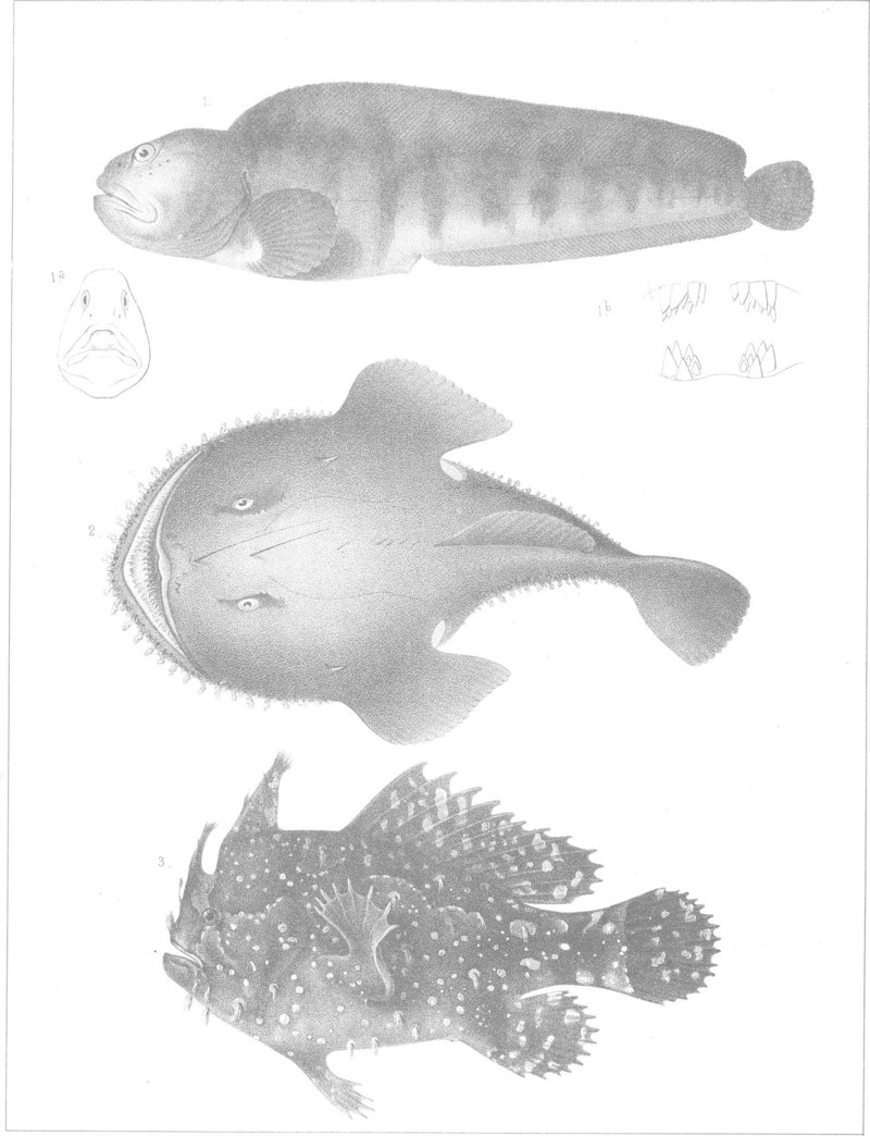 A history of the fishes of Massachusetts (1867) (20621453560) - 1. Anarrhicus vomerinus (=Anarhichas lupus), 2. Lophius americanus, 3. Chironectes laevigatus (=Histrio histrio).jpg