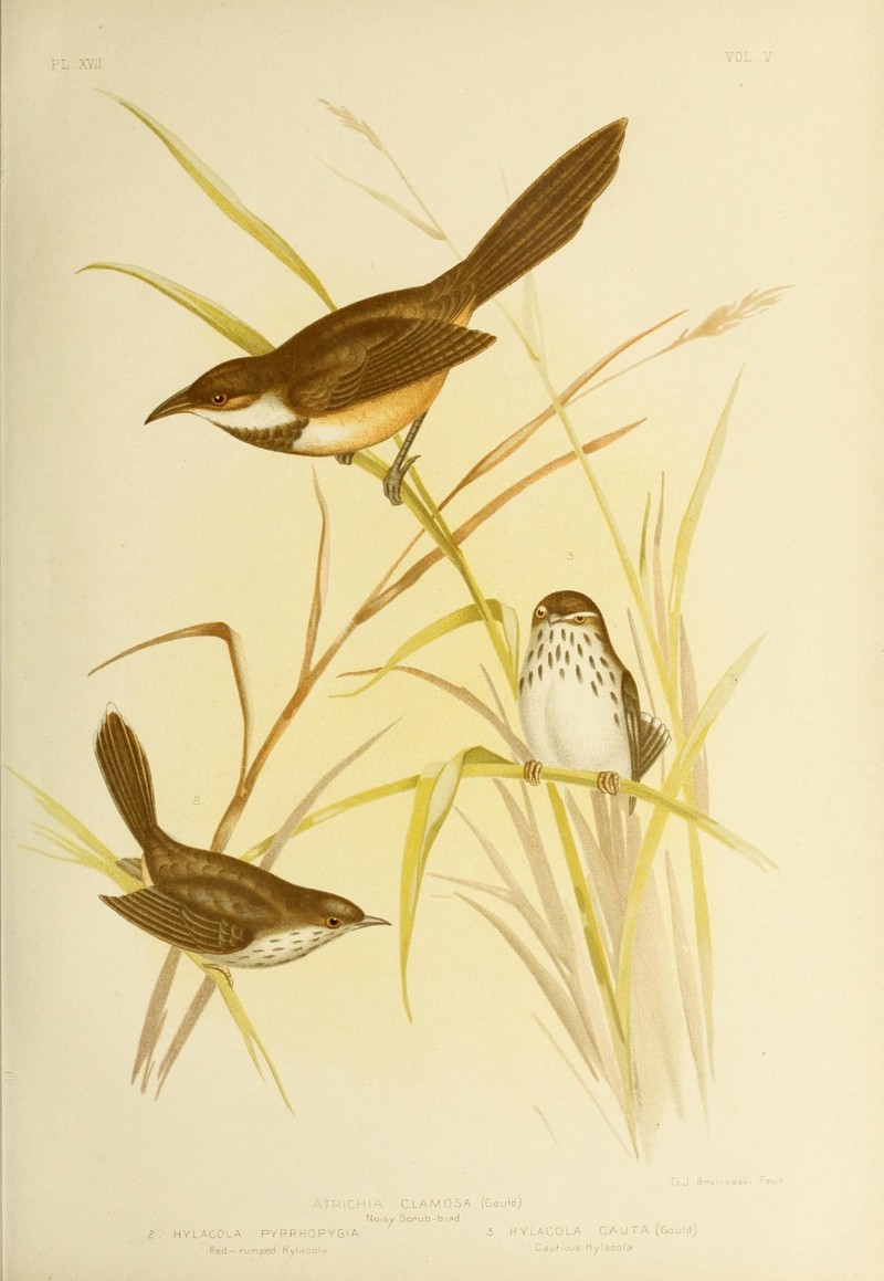 The birds of Australia (16964798886) Noisy scrubbird (Atrichornis clamosus), Chestnut-rumped heathwren (Hylacola pyrrhopygia), shy heathwren (Hylacola cauta).jpg