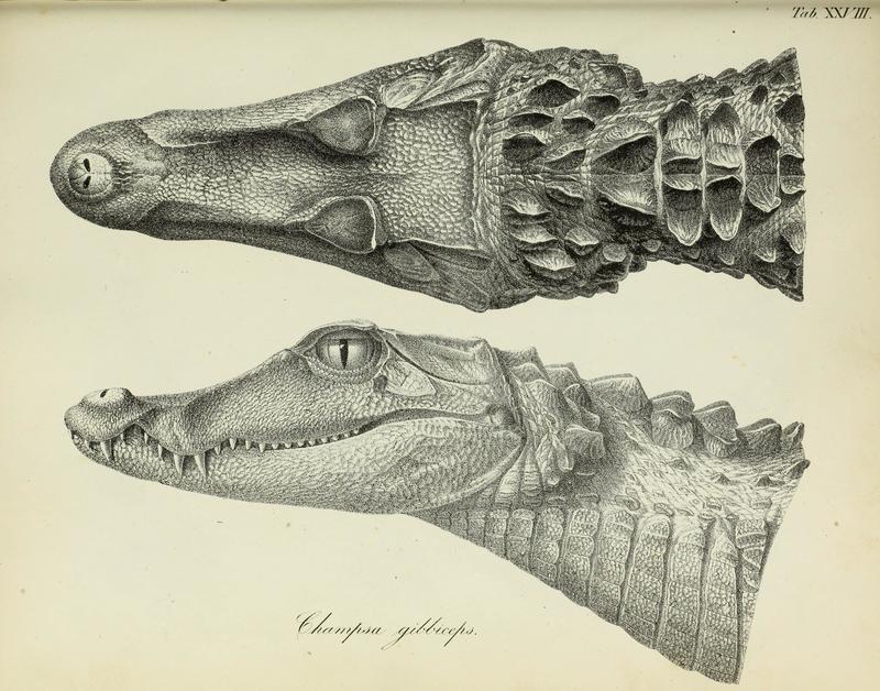 Annalen des Wiener Museums der Naturgeschichte (1840) (18174524966) Champsa gibbiceps - Cuvier's dwarf caiman (Paleosuchus palpebrosus).jpg