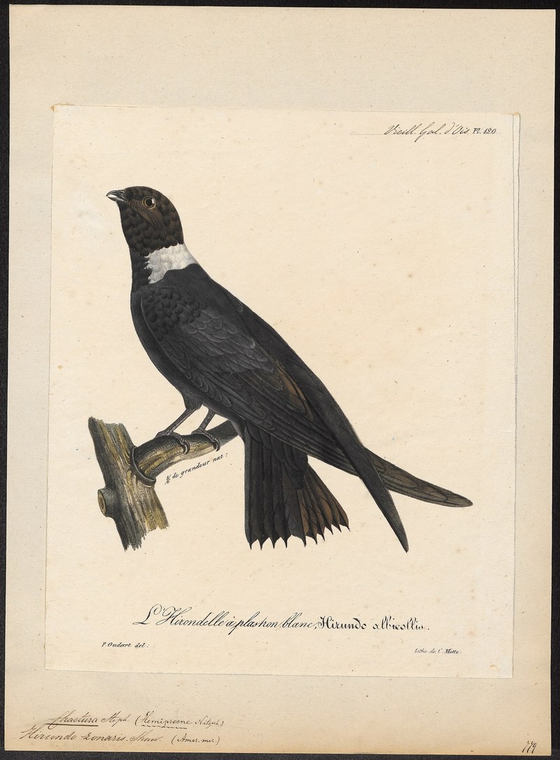 Chaetura zonaris - 1825-1834 - Print - Iconographia Zoologica - Special Collections University of Amsterdam - UBA01 IZ16700127 white-collared swift (Streptoprocne zonaris).jpg