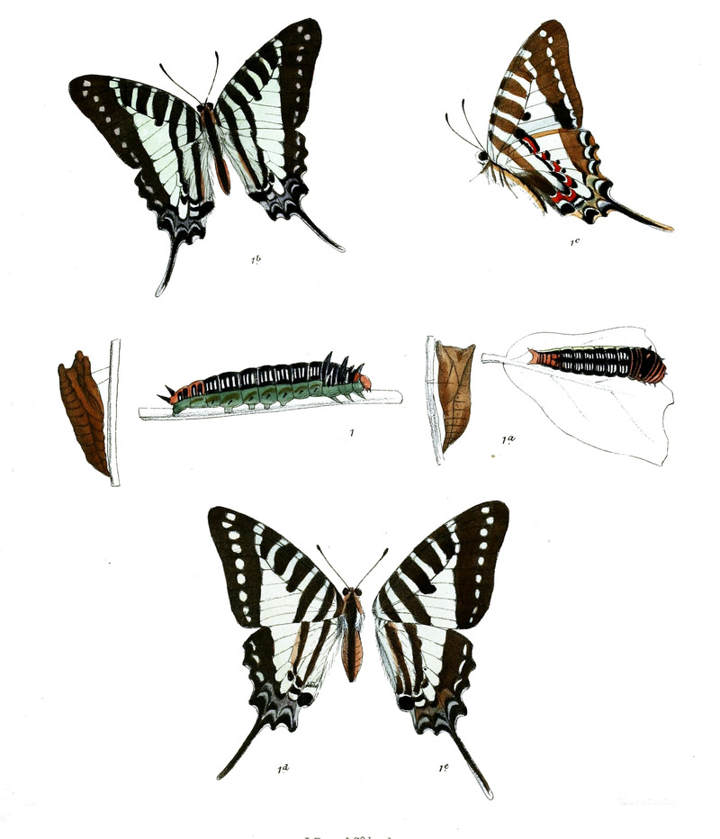 Graphium nomius 477 Spot swordtail butterfly (Graphium nomius).jpg