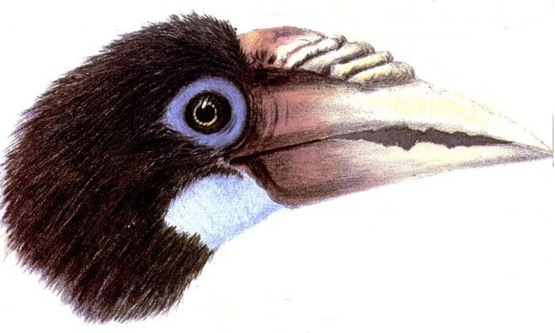 Narcondam.Hornbill.Cory - Narcondam hornbill (Rhyticeros narcondami).jpg