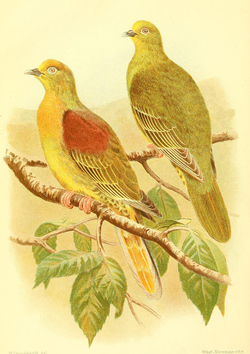 The Avicultural magazine (1911) (20358026441) - wedge-tailed green pigeon, Kokla green pigeon (Treron sphenurus).jpg