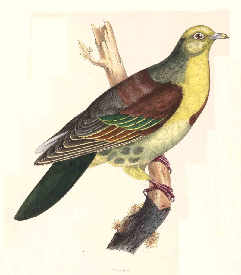 Sphenocercus.Cantillans.Bonaparte - Wedge-tailed green pigeon (Treron sphenurus).jpg