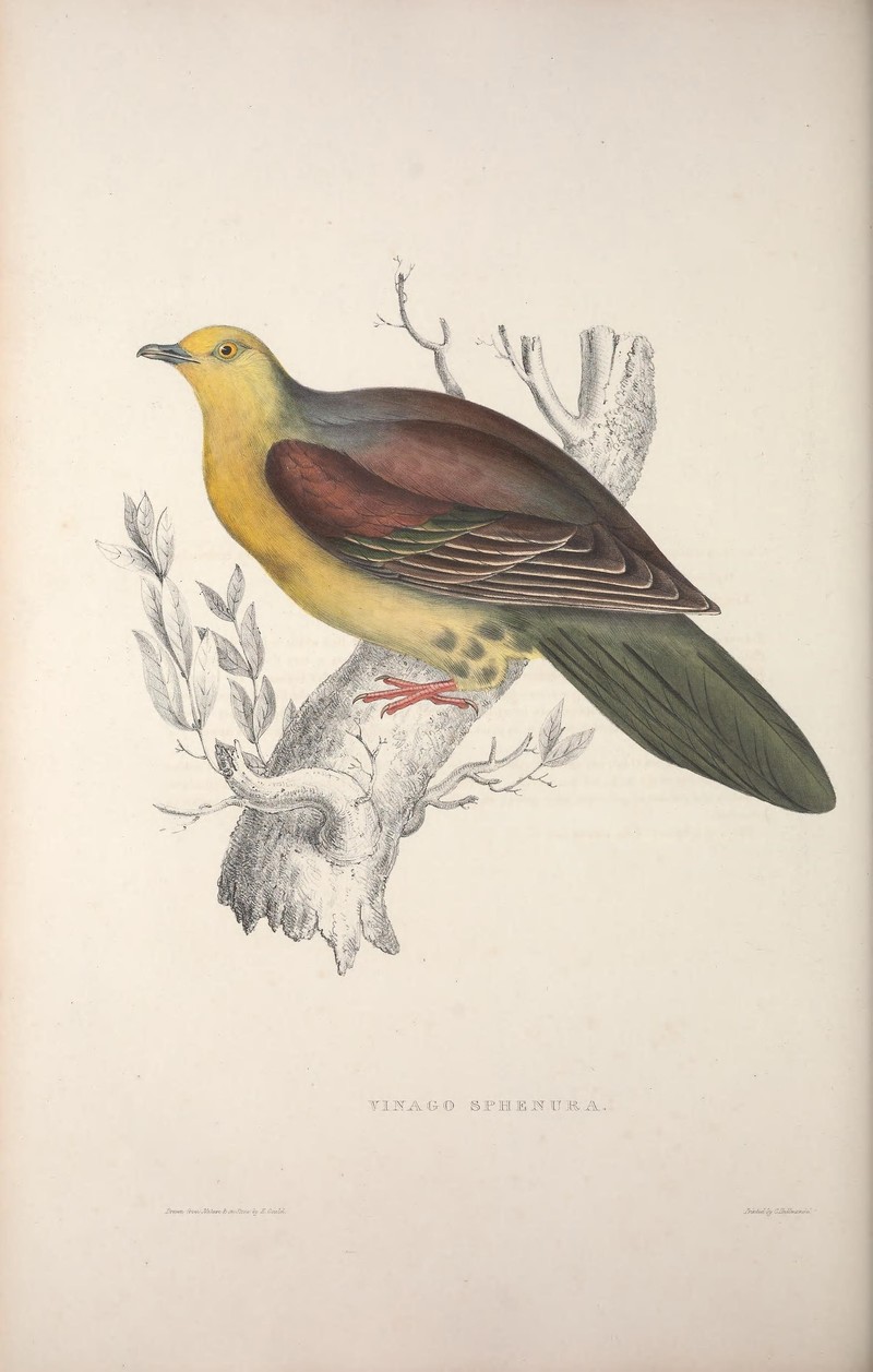 A century of birds from the Himalaya Mountains (TAB. LVII) (9240049902) - Wedge-tailed green pigeon (Treron sphenurus).jpg