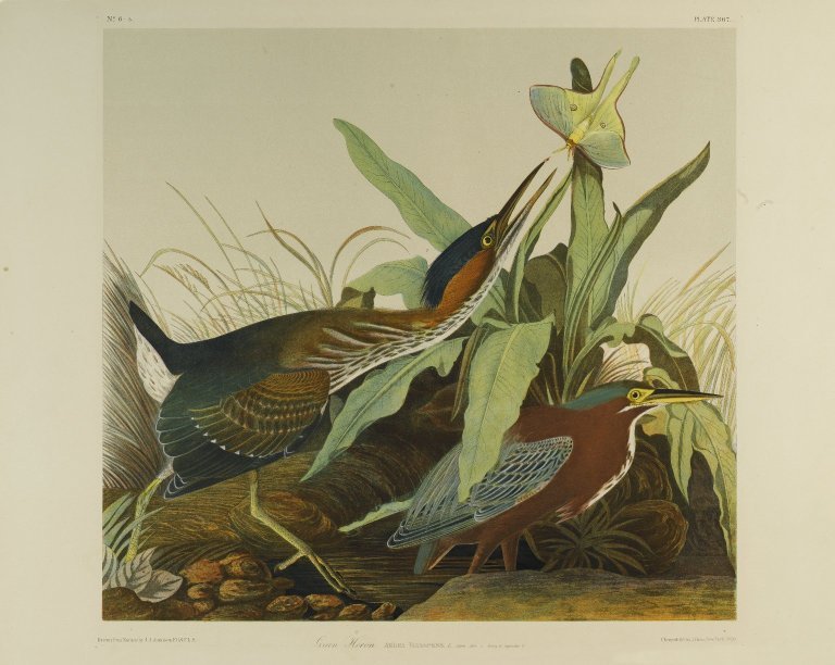Brooklyn Museum - Green Heron - John J. Audubon - Green heron (Butorides virescens).jpg