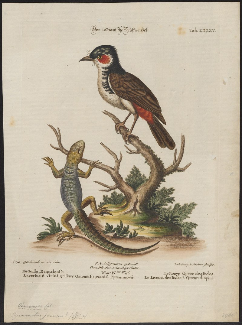 Pycnonotus jocosus - 1700-1880 - Print - Iconographia Zoologica - Hardwicke's spiny-tailed lizard (Saara hardwickii), red-whiskered bulbul (Pycnonotus jocosus).jpg