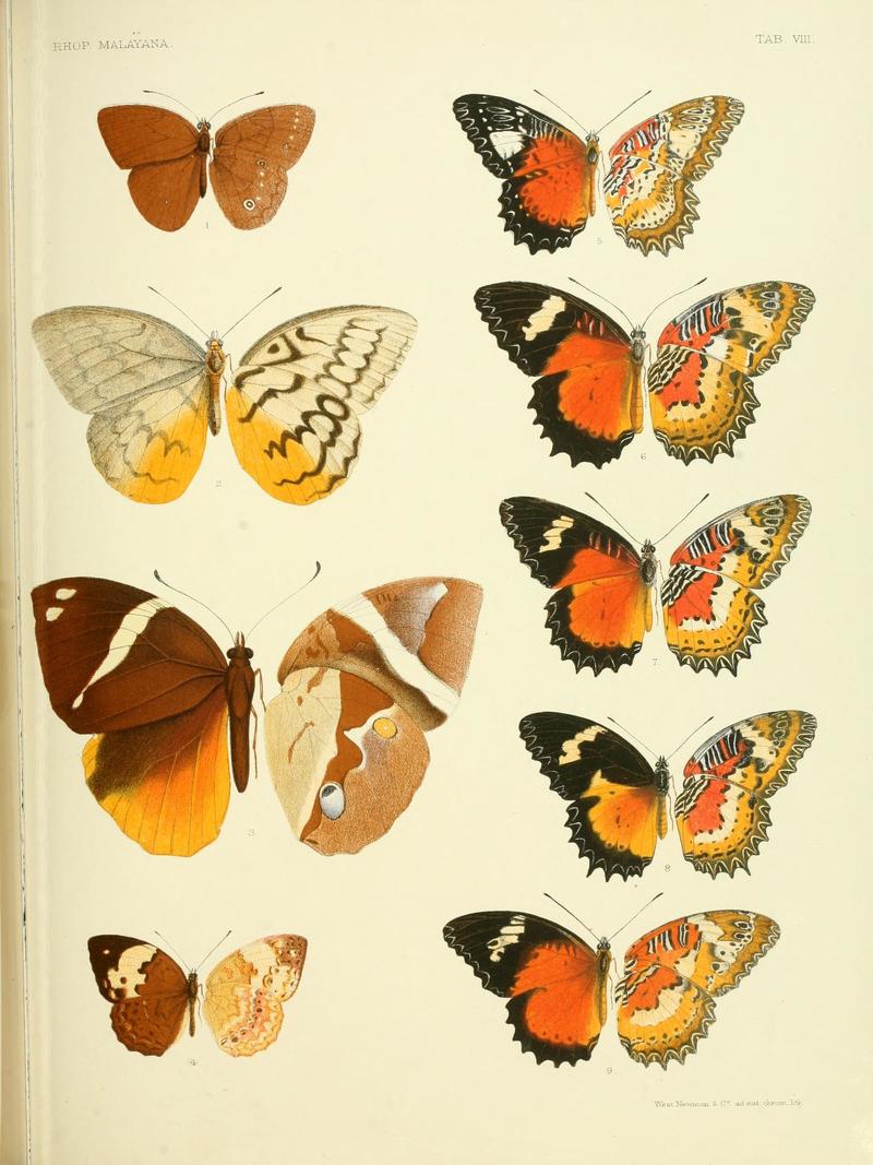 Rhopalocera.Malayana.VIII.jpg