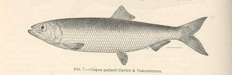 FMIB 39339 Clupea pallasti Cuvier & Valenciennes - Pacific herring (Clupea pallasii).jpg