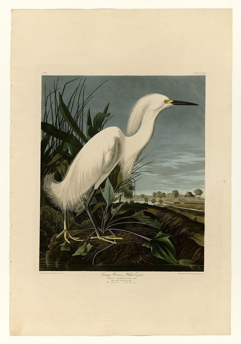 242 Snowy Heron or White Egret, Ardea candidissima - snowy egret (Egretta thula).jpg