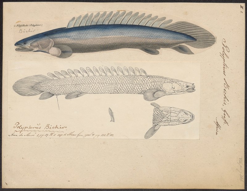 Polypterus bichir - 1700-1880 - Print - Iconographia Zoologica - Special Collections University of Amsterdam - UBA01 IZ14400003.Nile bichir.jpg